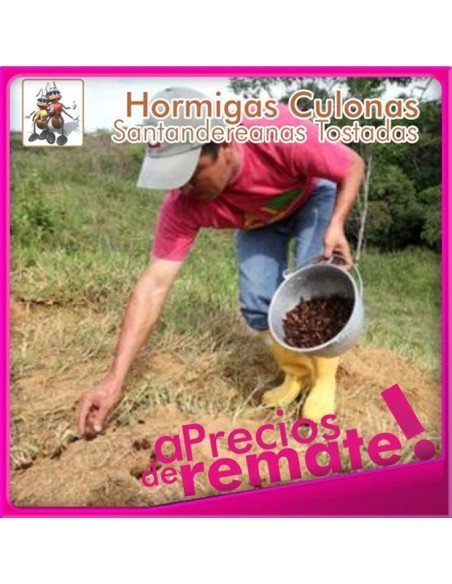 Hormigas Culonas Santandereanas Tostadas 100 gramos