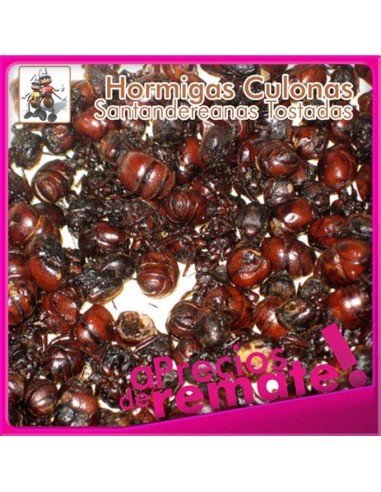 Hormigas Culonas Santandereanas Tostadas 1 Kilo