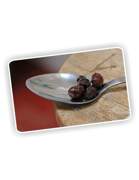 Hormigas Culonas Santandereanas Tostadas 85 gramos Hormigas Culonas Santandereanas Tostadas 85 gramos