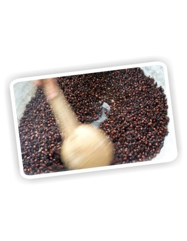 Hormigas Culonas Santandereanas Tostadas 85 gramos