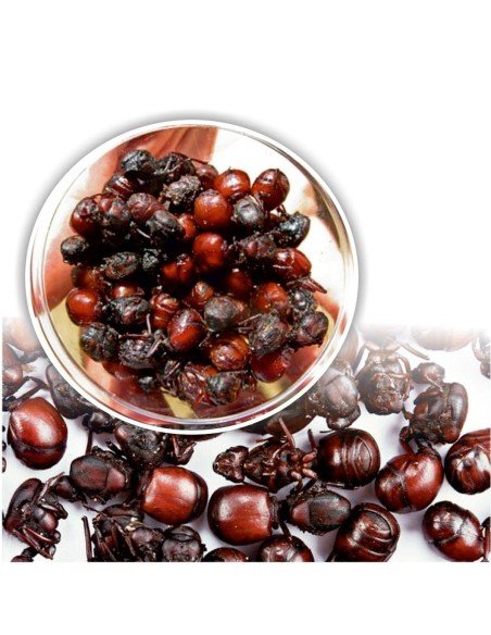 Hormigas Culonas Santandereanas Tostadas 85 gramos Hormigas Culonas Santandereanas Tostadas 85 gramos