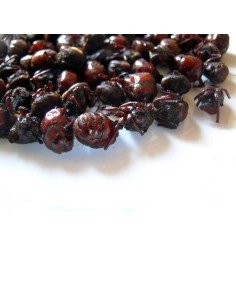 Deliciosas Hormigas Culonas Santandereanas Tostadas 1 Libra 2