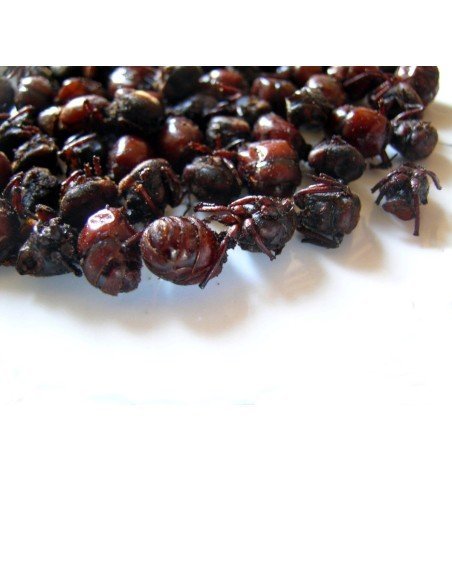 Hormigas Culonas Santandereanas Tostadas 100 gramos