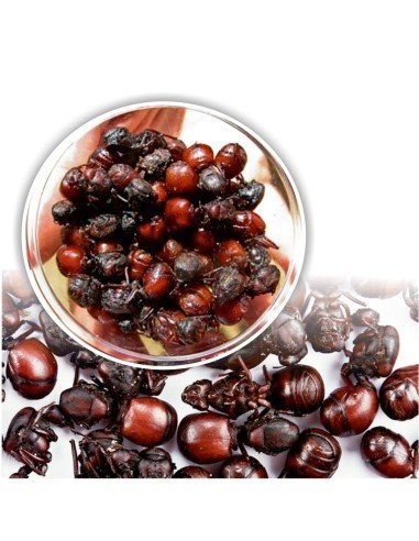 Hormigas Culonas Santandereanas Tostadas 1 Kilo