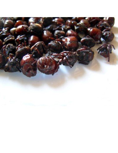 Hormigas Culonas Santandereanas Tostadas 1 Kilo