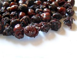 Hormigas Culonas Santandereanas Tostadas 1 Kilo