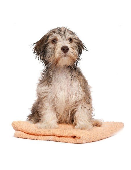 Toalla de Microfibra ultra absorbente para Baño de Mascotas