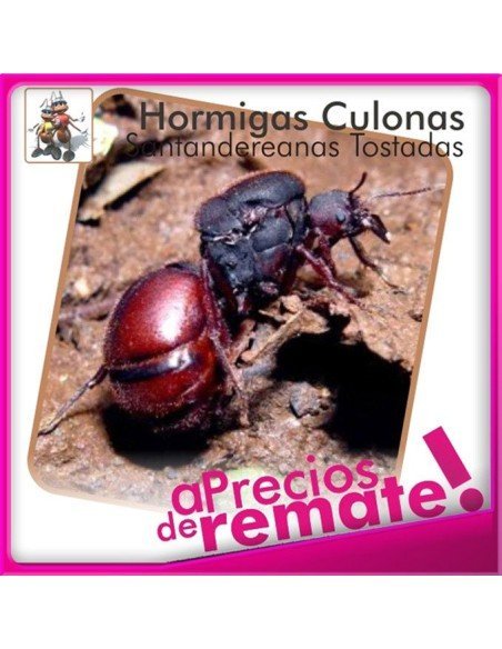 Hormigas Culonas Santandereanas Tostadas 85 gramos Hormigas Culonas Santandereanas Tostadas 85 gramos