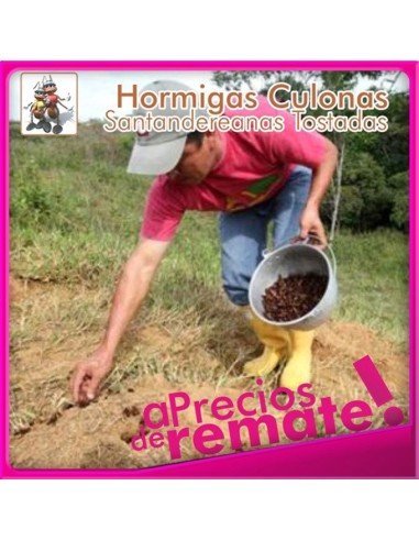 Hormigas Culonas Santandereanas Tostadas 85 gramos