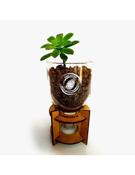 Maceta Suculenta Matero Vidrio Reciclado eseLatino !!