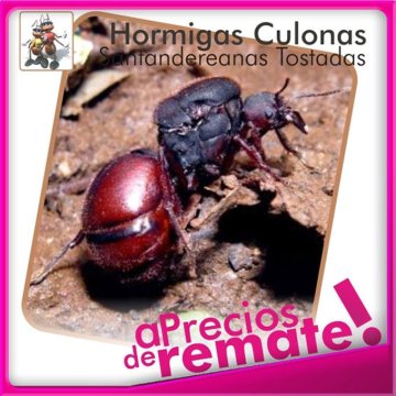 Hormigas Culonas Santandereanas Tostadas Media Libra 250gr