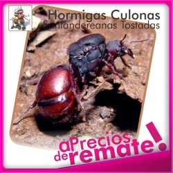 Hormigas Culonas Santandereanas Tostadas Media Libra 250gr