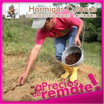 Hormigas Culonas Santandereanas Tostadas Media Libra 250gr