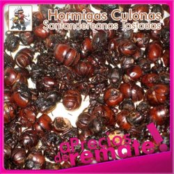 Hormigas Culonas Santandereanas Tostadas Media Libra 250gr