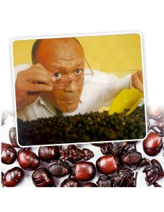 Hormigas Culonas Santandereanas Tostadas Media Libra 250gr