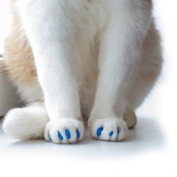 Set x100 Protectores de Uñas Mascota Nails Caps en colores