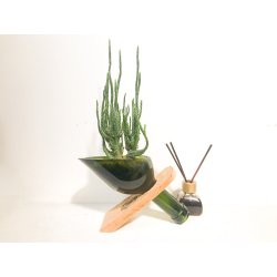 ⭐ Maceta Suculenta Matero Vidrio Reciclado eseLatino !!