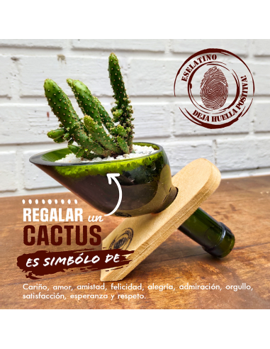 ⭐ Maceta Suculenta Matero Vidrio Reciclado eseLatino !!