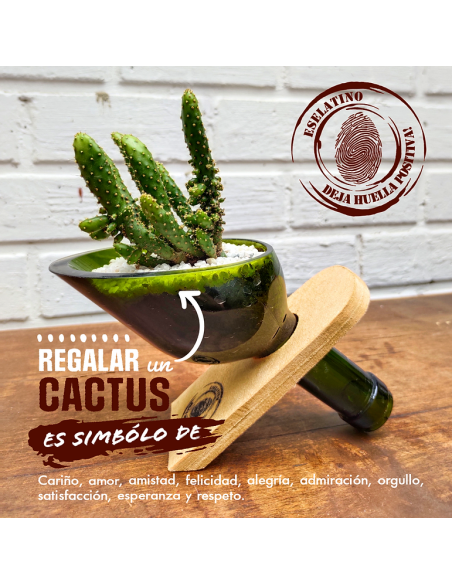 ⭐ Maceta Suculenta Matero Vidrio Reciclado eseLatino !!