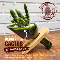 ⭐ Maceta Suculenta Matero Vidrio Reciclado eseLatino !!