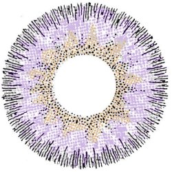 ⭐   Lentes Cosméticos Firenze Color Verde