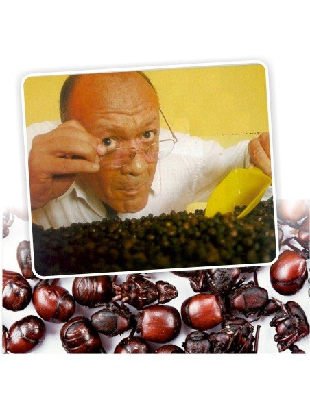 Hormigas Culonas Santandereanas Tostadas 85 gramos Hormigas Culonas Santandereanas Tostadas 85 gramos