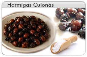 Hormigas Culonas Santandereanas